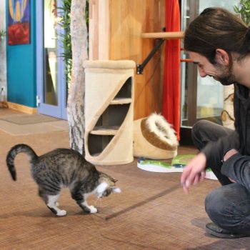 Josh spielt mit Katze