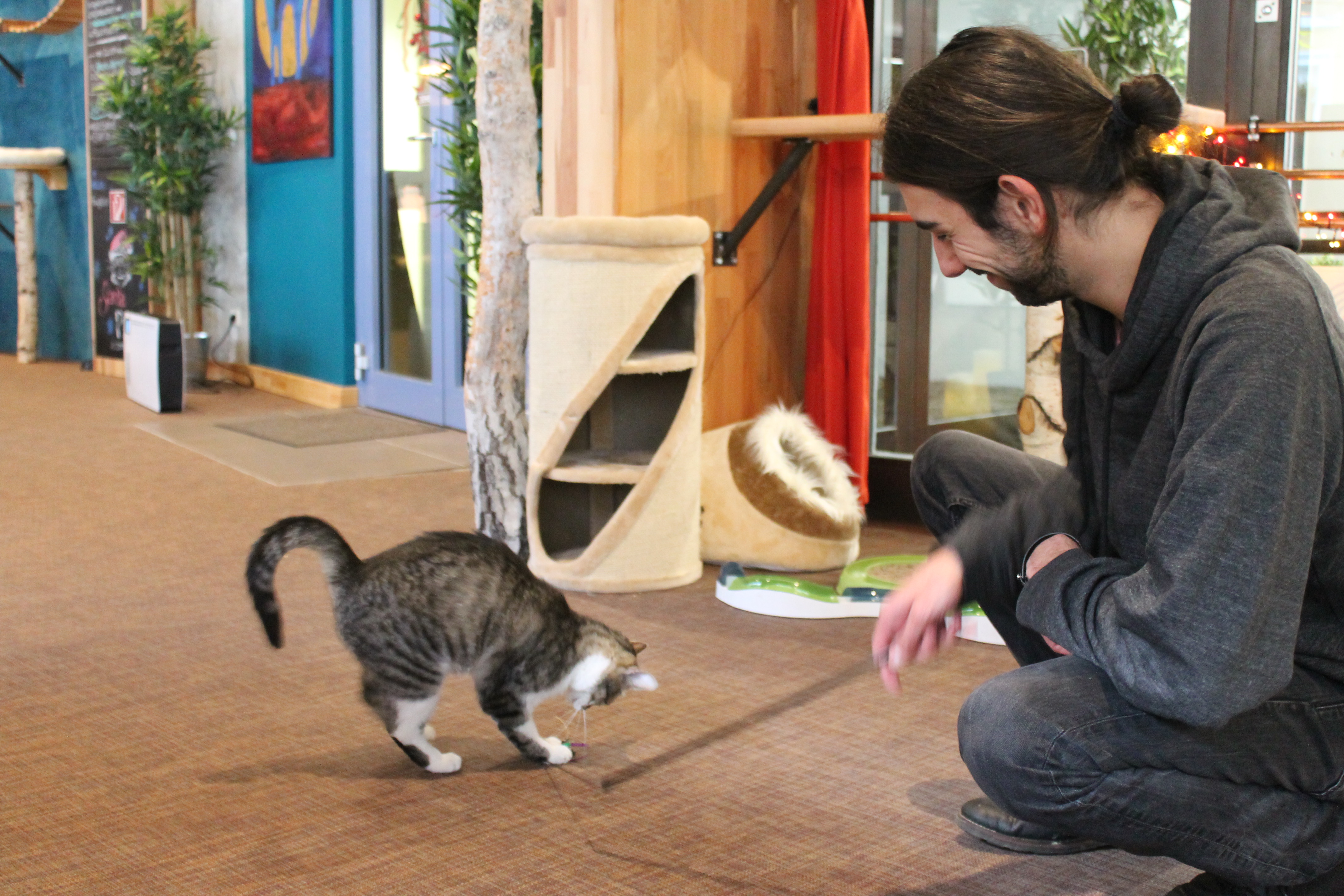 Josh spielt mit Katze