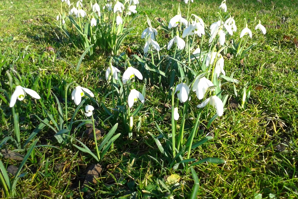 Schneeglöckchen im Gras