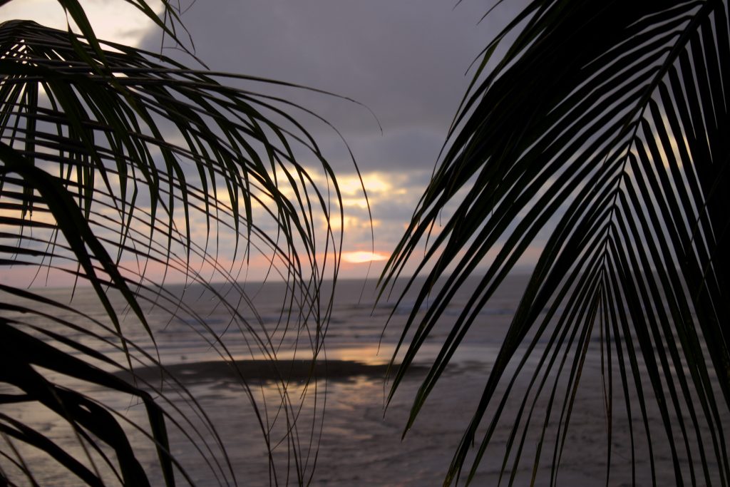 Palmen und Meer im Sonnenuntergang