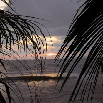 Palmen und Meer im Sonnenuntergang