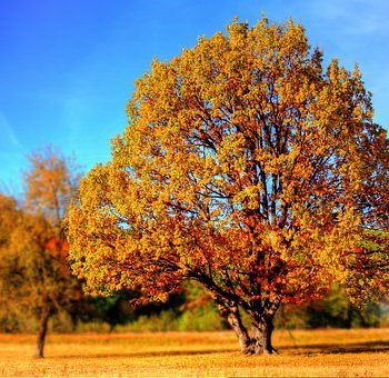 Bäume mit Herbstlaub
