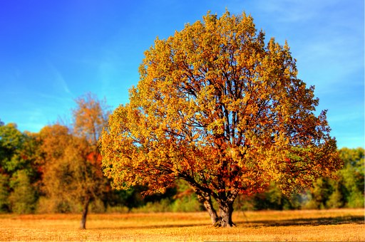 Bäume mit Herbstlaub