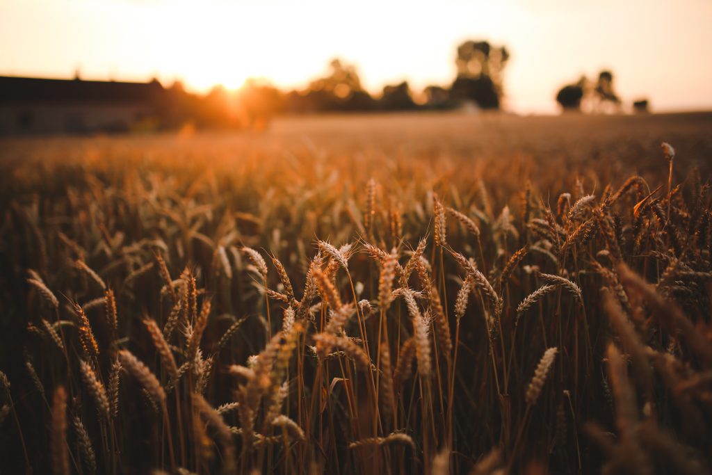 Getreidefeld im Abendlicht