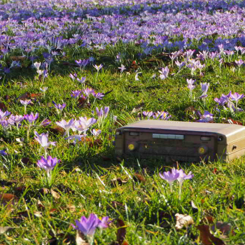 Radiogerät auf einer Wiese mit Frühlingsblumen