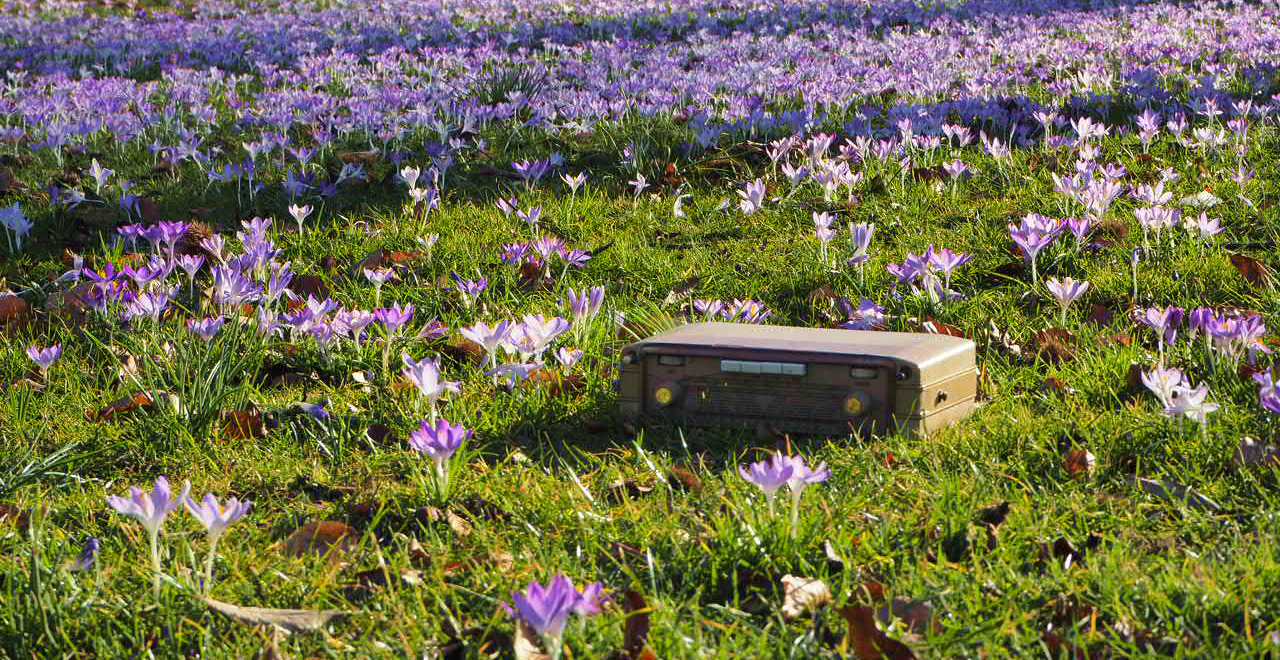 Radiogerät auf einer Wiese mit Frühlingsblumen