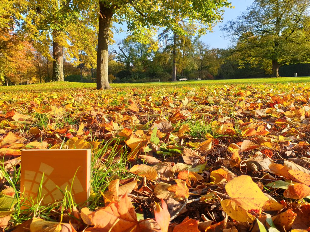 Holzklötzchen mit Campusradio-Logo im Herbstlaub