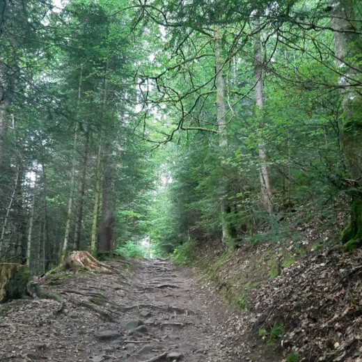 waldweg
